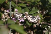 Le Demi-deuil (Lpidoptre - Nymphalidae - Melanargia galathea)